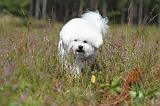 BICHON FRISE 342